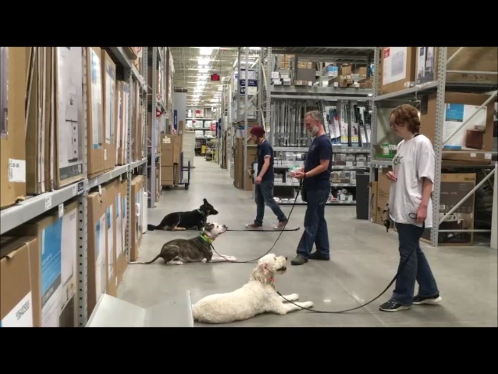 Dog Training in Omaha Fidelity K9